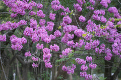 Handroanthus impetiginosus